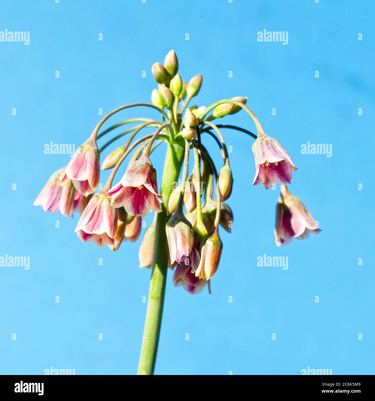 thumbnail image 2 of GARTHWAITE NURSERIES® : - 20 (Bulgarium) Allium Nectaroscordum (Sicilian Honey Lily) Bulbs 120 Cm High Garden Summer Perennial 2 of 10