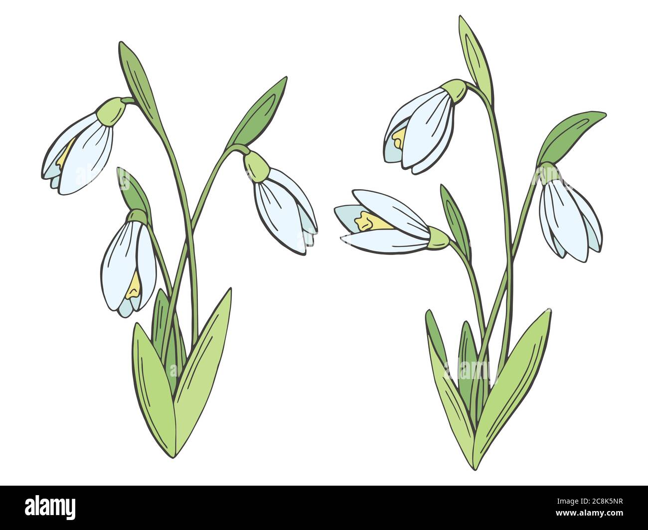 How to Draw Beautiful Snowdrop flower Easy  Draw and Color Snowdrop flower  easy  Flower Drawing  YouTube