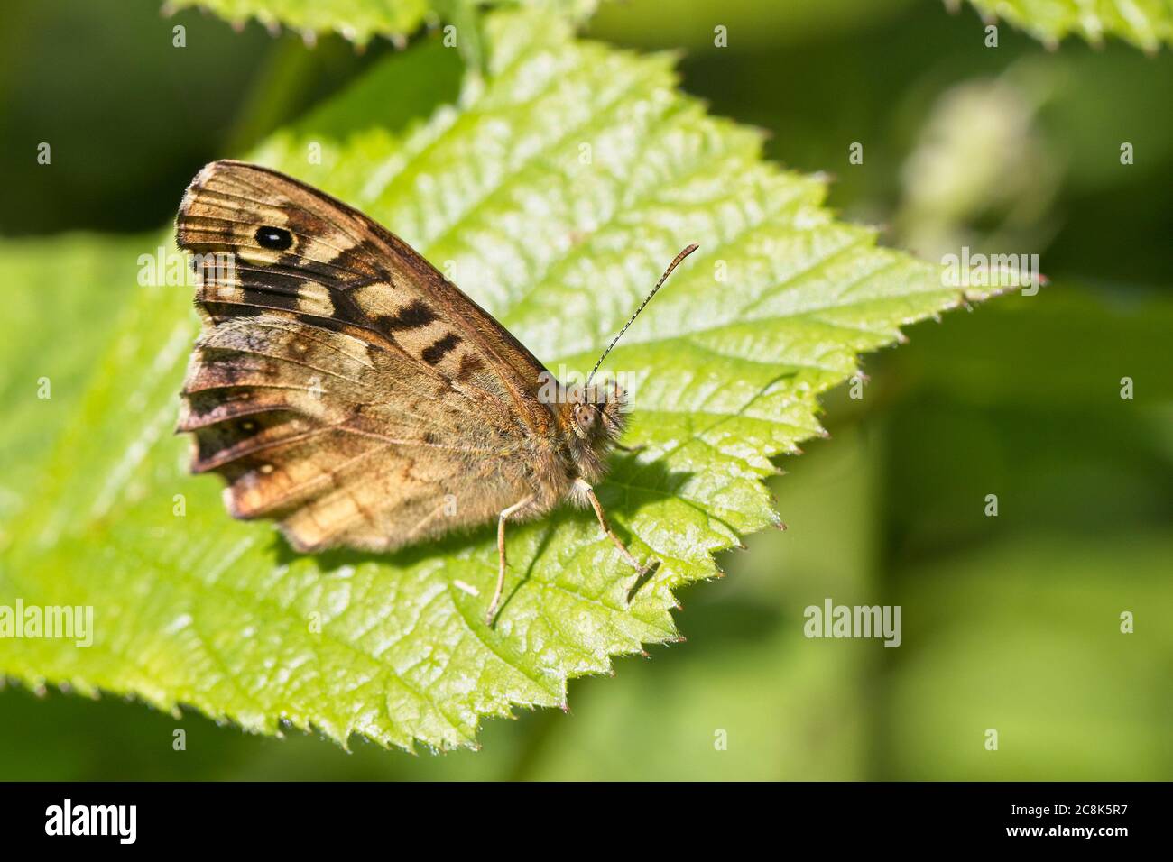 Speckled Wood butterfly (Pararge aegeria) with folded wings, Cornwall, England, UK. Stock Photo