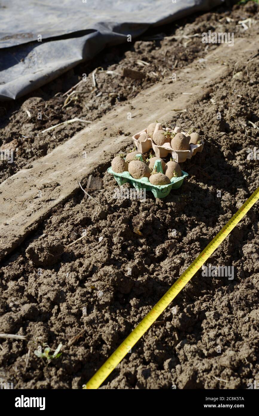 Early Potatoes 'Casablanca' chitted in egg boxes, ready for planting alongside trench with measuring tape, black plastic used for soil warming rolled Stock Photo