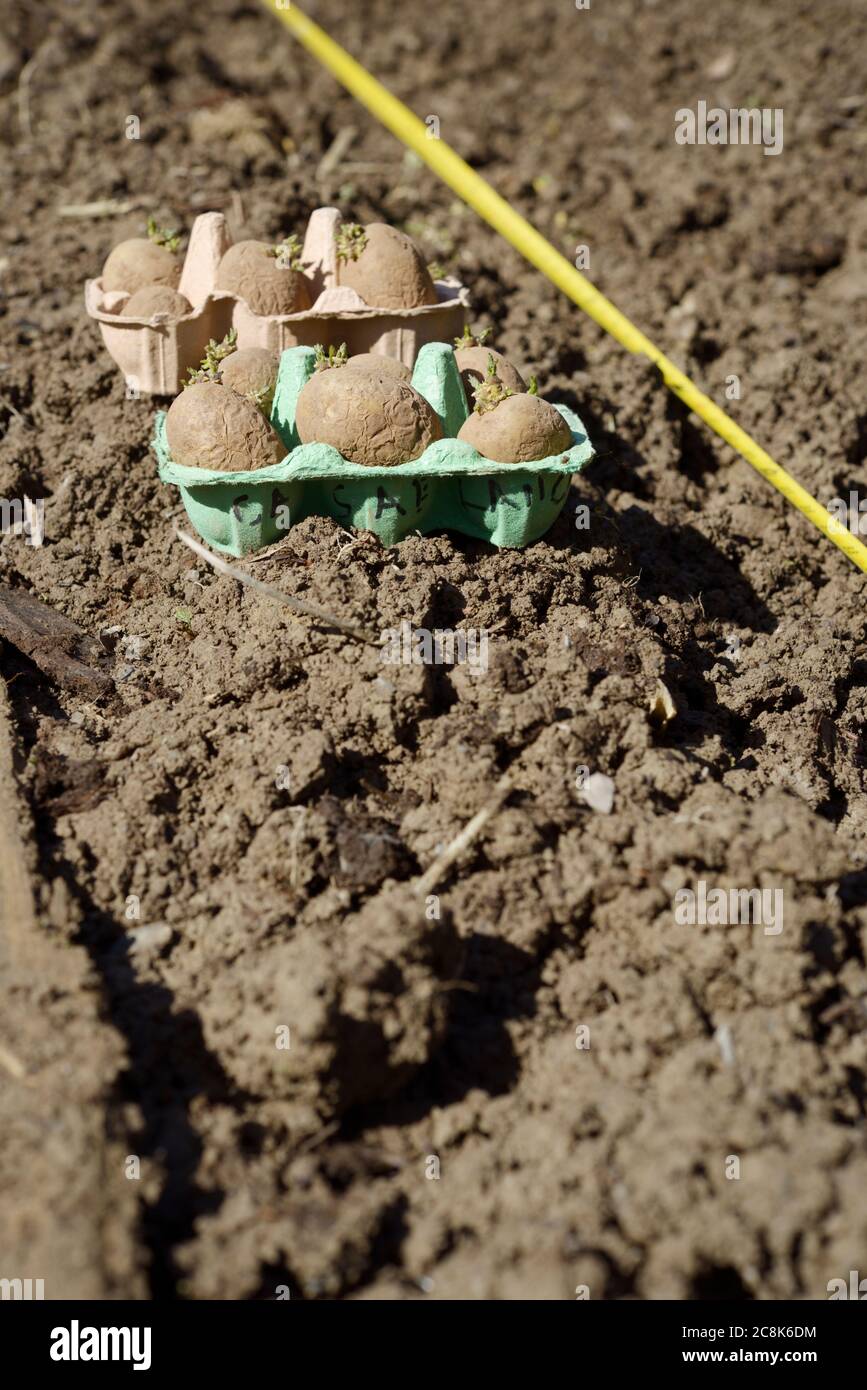 Early Potatoes 'Casablanca' chitted in egg boxes, ready for planting alongside trench with measuring tape, Spring, Wales, UK. Stock Photo
