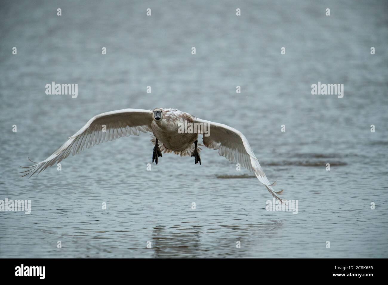 MUTE SWAN, juvenile, in flight taking off from water, flying to camera, winter, west country, UK Stock Photo