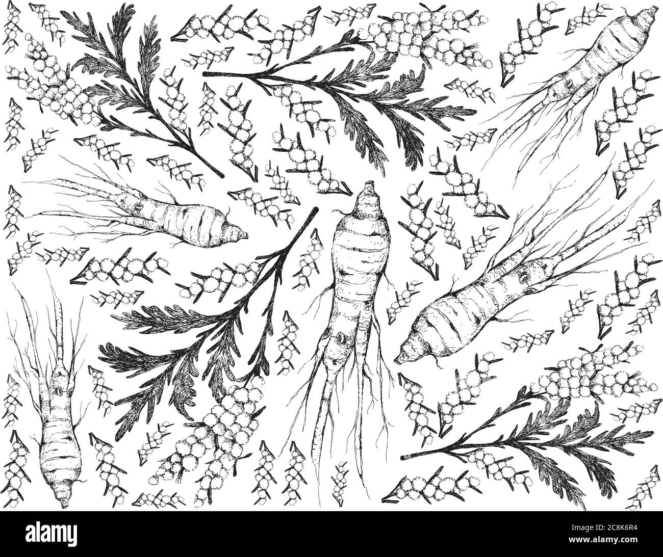 Herbal Flower and Plant, Hand Drawn Illustration of Artemisia Absinthium or Wormwood Plants and Ginseng Root Used for Traditional Medicine. Stock Vector