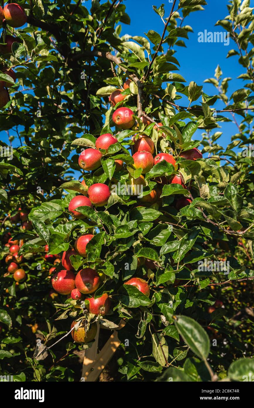 Red ripe apples on apple tree branch in Austria Stock Photo - Alamy