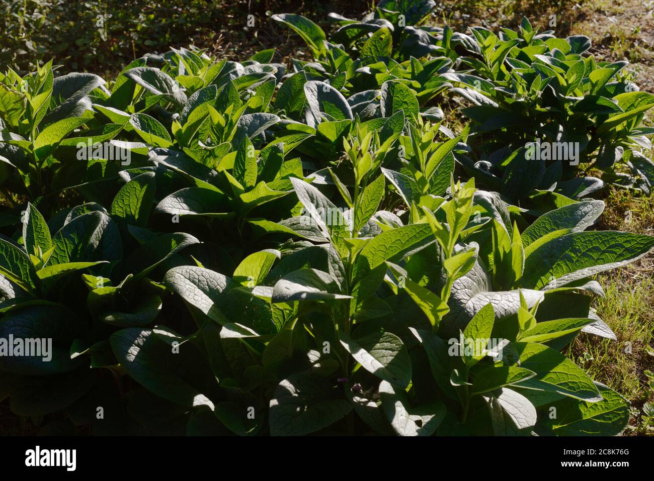A patch of Comfrey, Symphytum officinale, 'Bocking 14'  plants, grown for organic fertiliser, Wales, UK Stock Photo