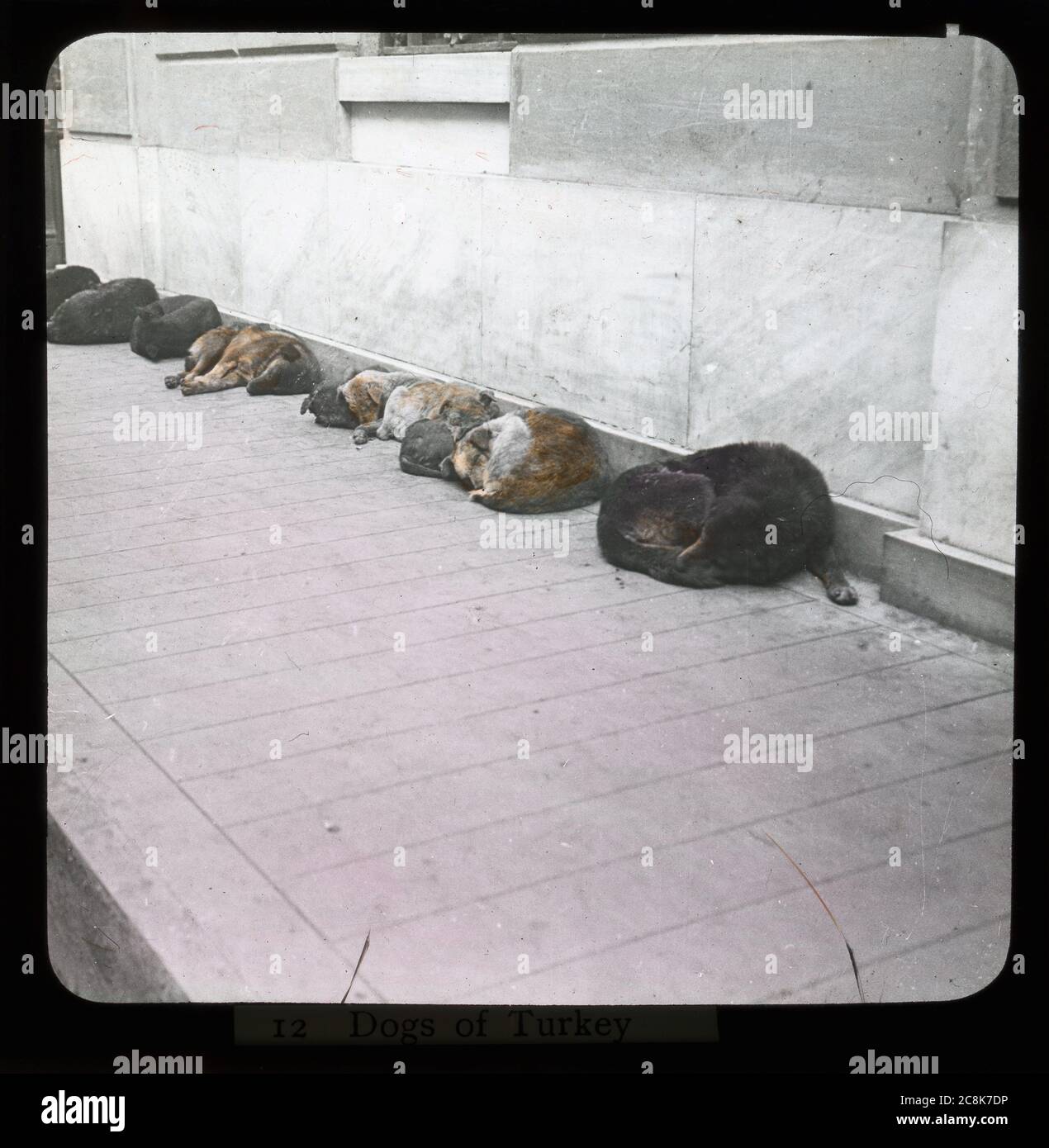 Sleeping dogs lying at a wall during midday heat. Smyrna/Izmir Turkey, around 1910. Photograph on dry glass plate from the Herry W. Schaefer collection. Stock Photo
