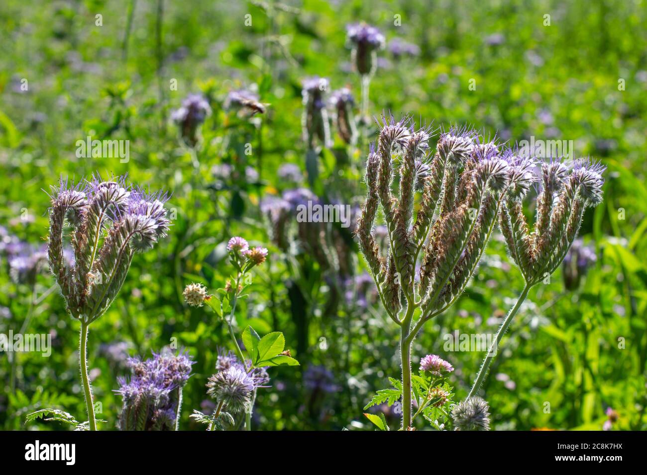 Blue Tansy also called Phacelia tanacetifolia or rainfarn phazelie ...