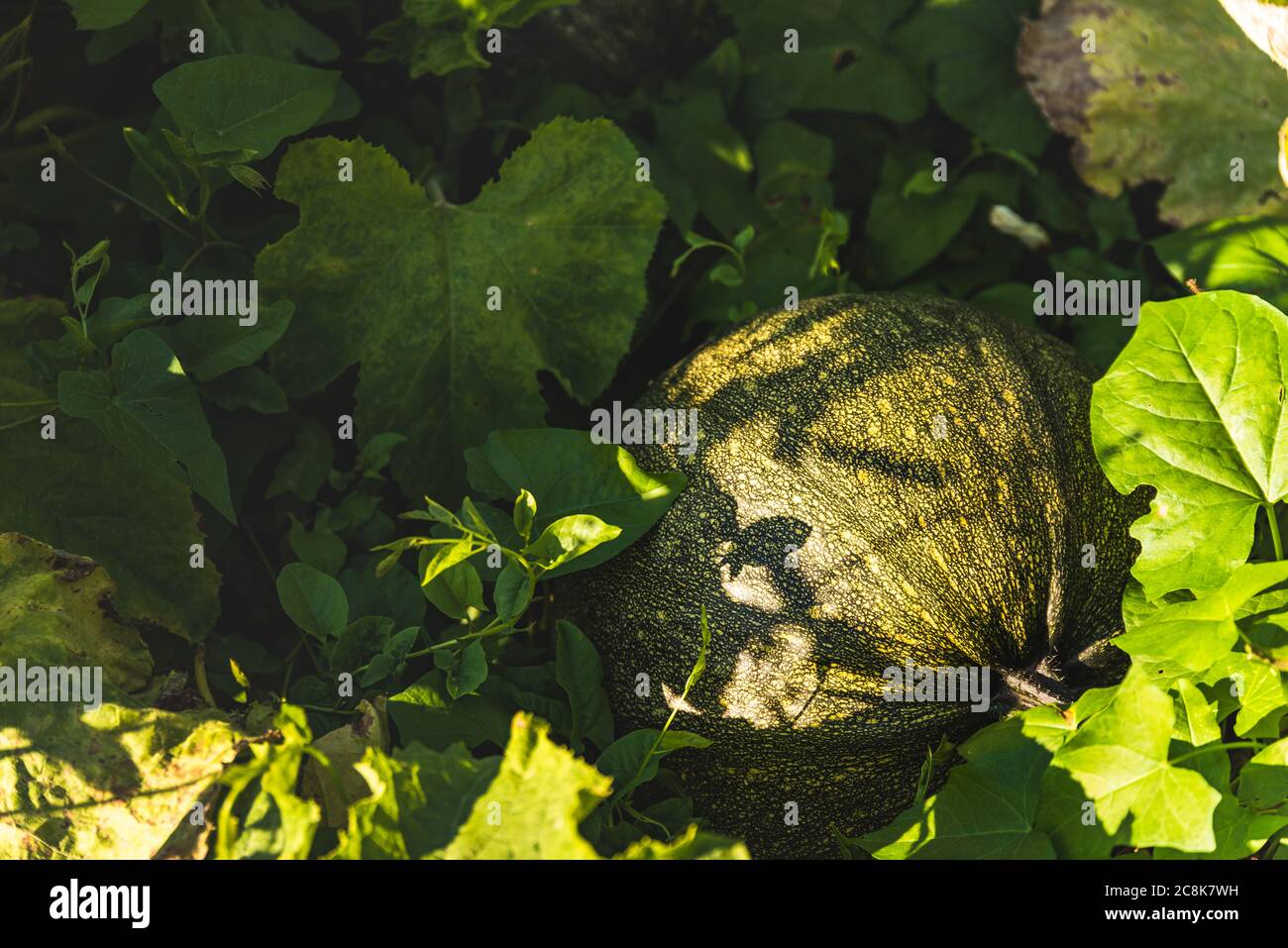 Green pumpkin growing on the vegetable patch in field Stock Photo - Alamy
