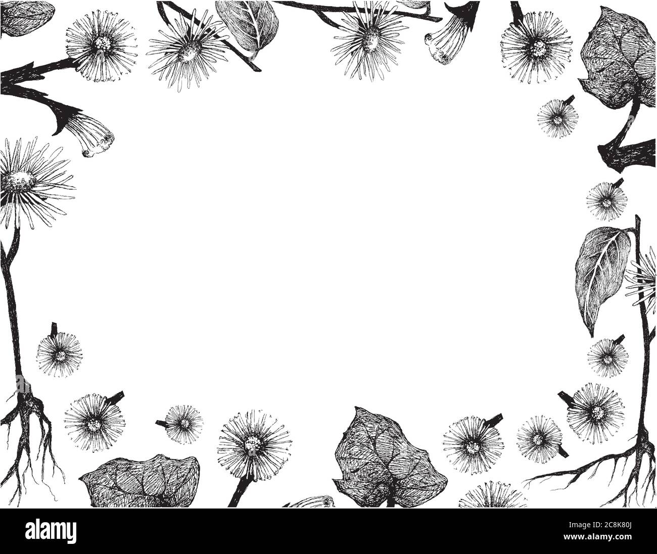 Herbal Flower and Plant, Hand Drawn Illustration Frame of Coltsfoot or Tussilago Farfara Plant and Elecampane, Inula Helenium, Horse Heal or Elfdock U Stock Vector