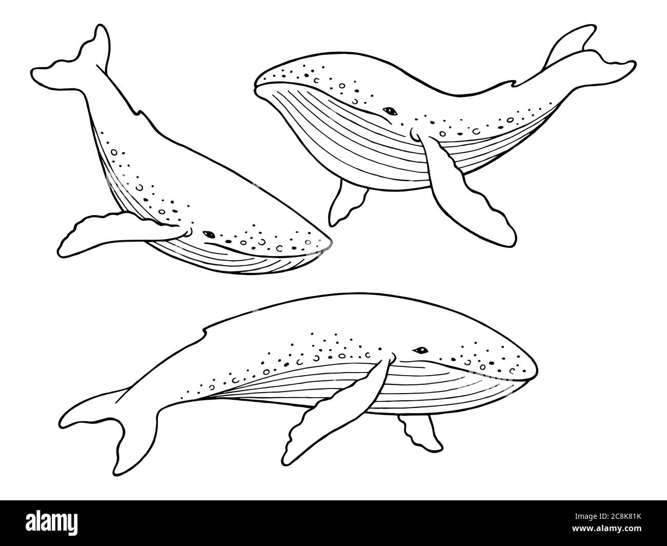 Blue whale graphic set black white isolated sketch illustration vector Stock Vector