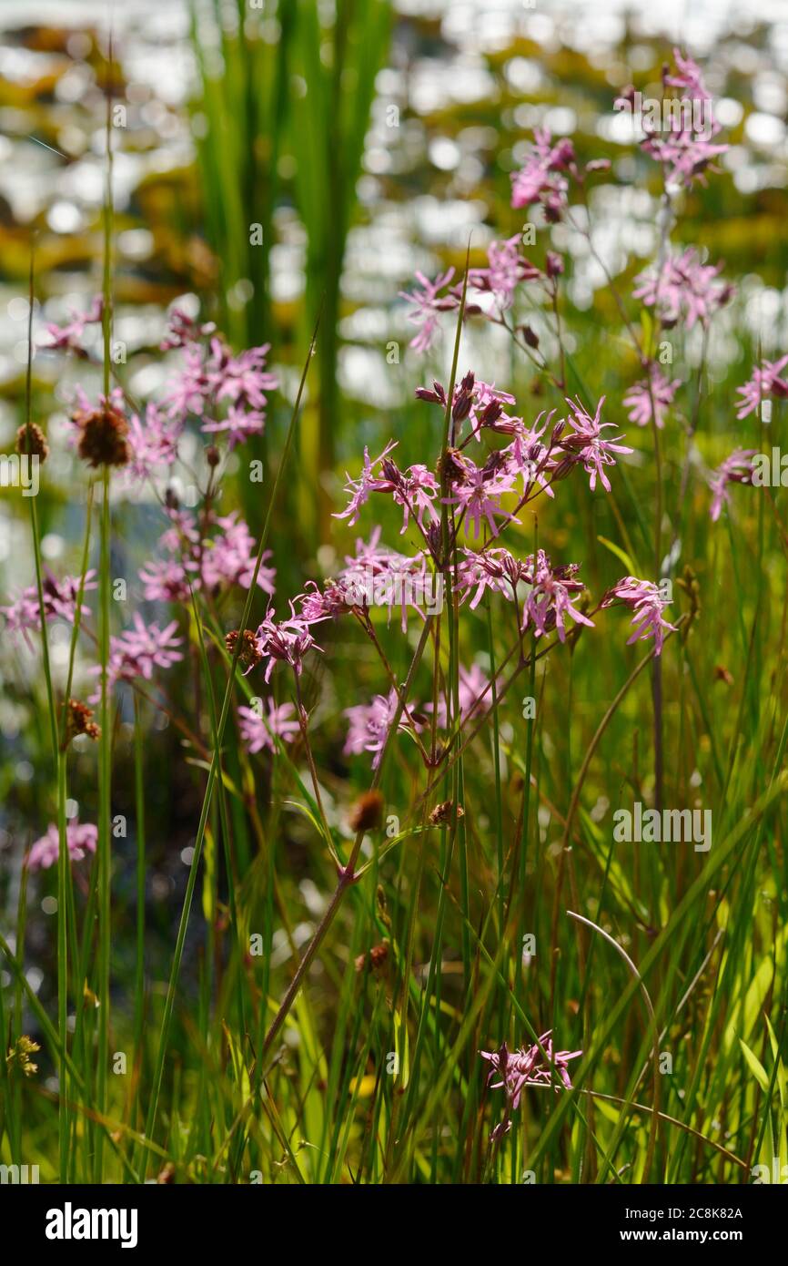Lychnis flos-cuculi, Ragged Robin growing at a lakeside, Wales, UK Stock Photo