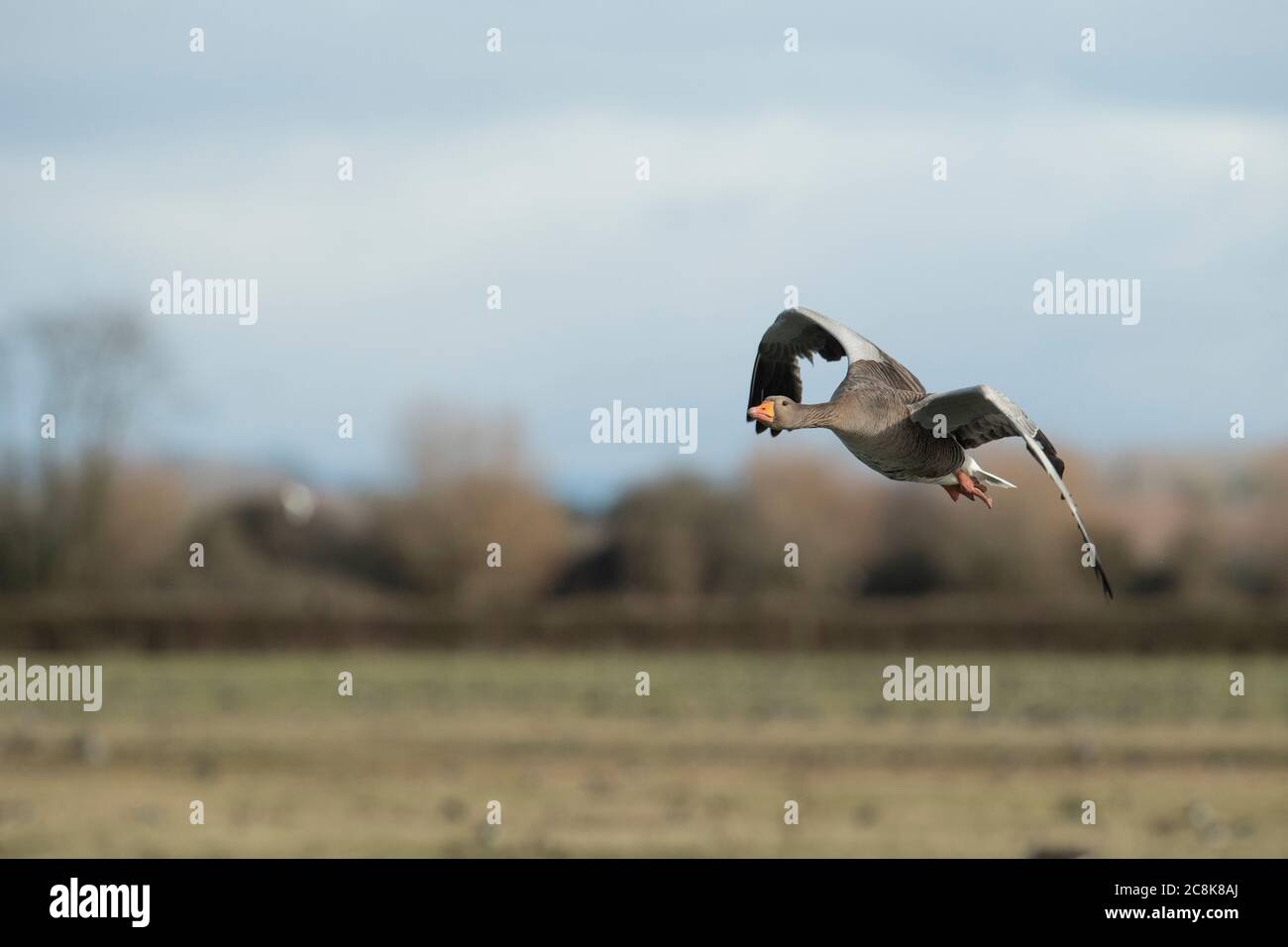 GREYLAG GOOSE, in flight,  winter, west country UK Stock Photo