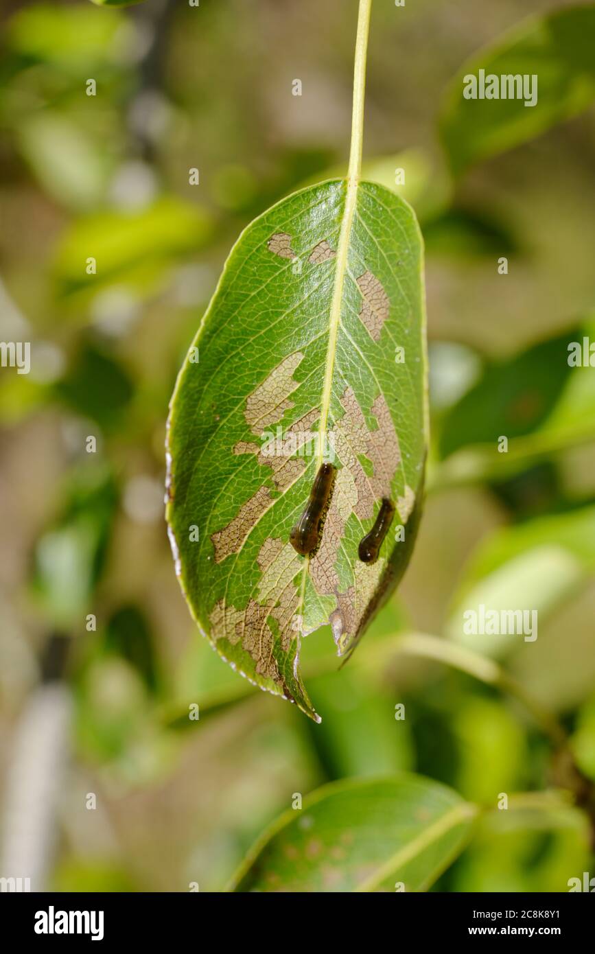 Caliroa cerasi, Pear Slug Sawfly larvae feeding on Pear leaves, Wales, UK. Stock Photo