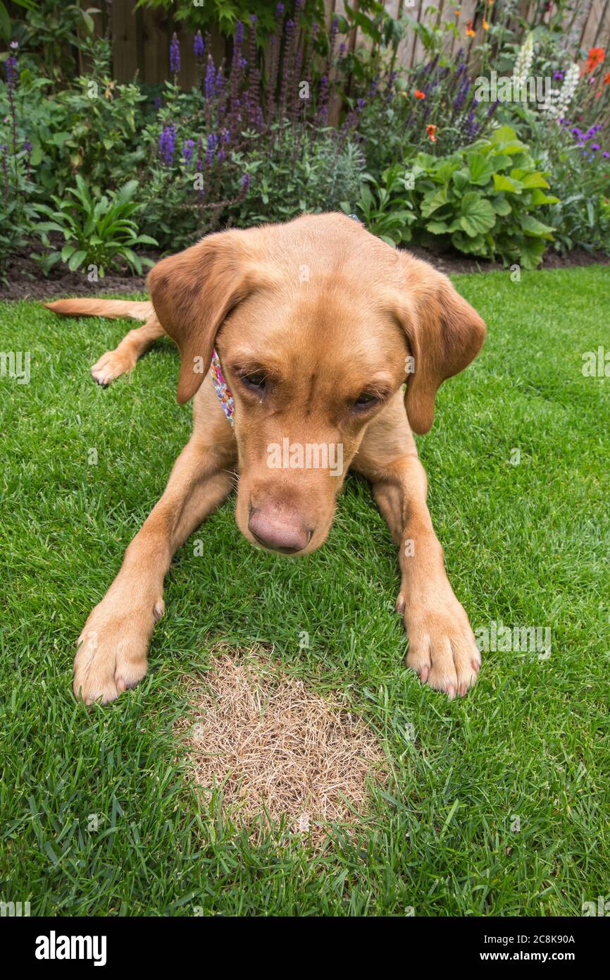 View of What Causes Excessive Urination In Dogs