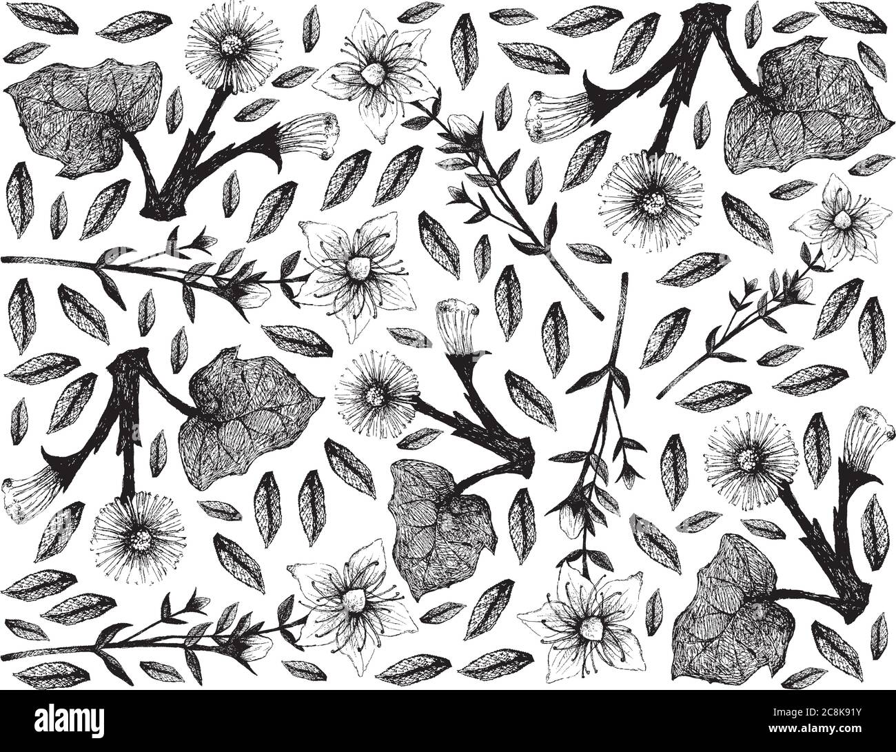 Herbal Flower and Plant, Hand Drawn Background of Hypericum Perforatum or St. John's Wort and Coltsfoot or Tussilago Farfara Plants Use in Herbalism a Stock Vector