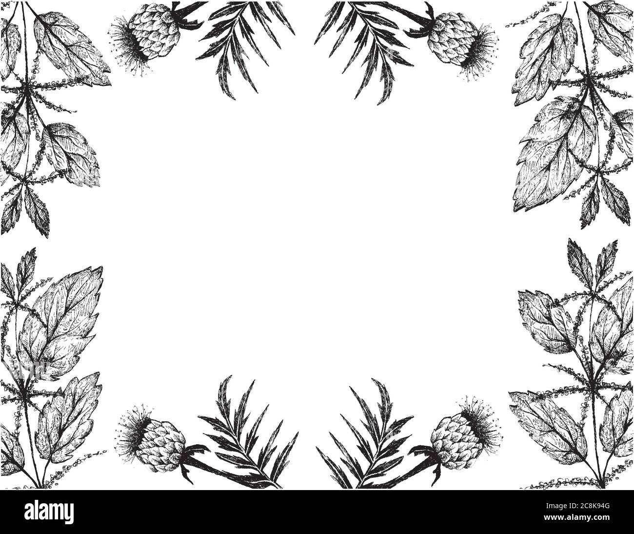 Herbal Flower and Plant, Hand Drawn Illustration Frame of Urtica Dioica or Stinging Nettle and Rhaponticum Carthamoides or Maral Root Plants, Used in Stock Vector