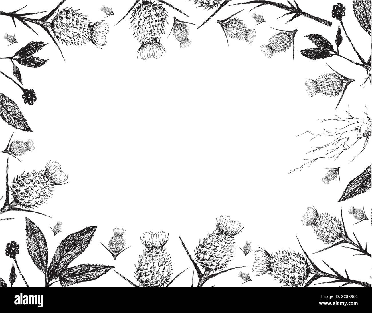 Herbal Flower and Plant, Hand Drawn Illustration Frame of Silybum Marianum, Cardus Marianus or Milk Thistle and and Ginseng Root Used for Traditional Stock Vector