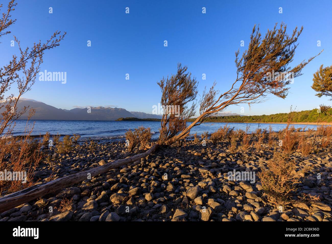 Shrubs clinging to the rocky shore of Lake Te Anau at Department of Conservation, DOC, Henry Creek Campsite under a blue sky. Stock Photo