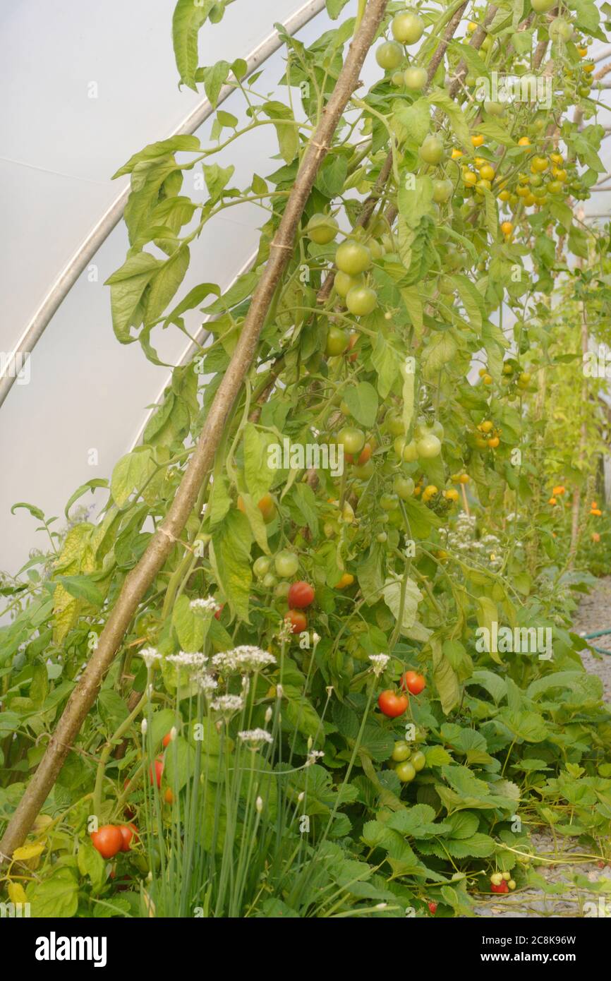 Lycopersicon esculentum, Tomato 'Stupice' and 'Gallina'', growing under plastic in a polytunnel, Wales, UK. Stock Photo