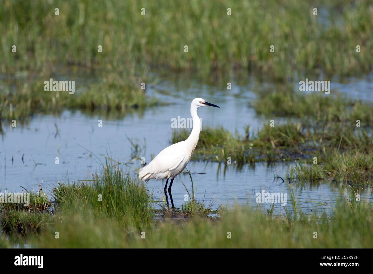 Little egret on marsh Stock Photo