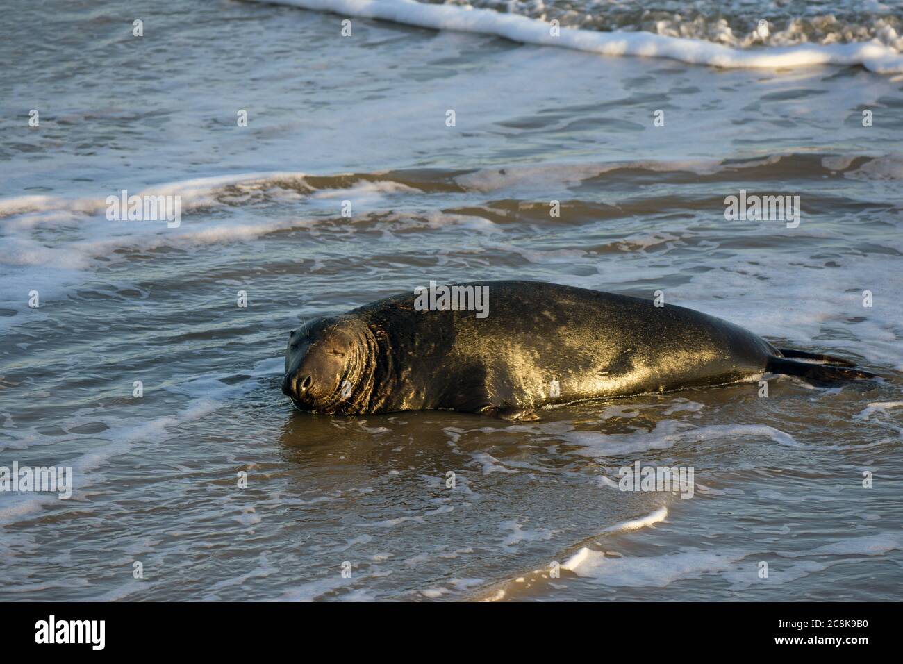 Male Atlantic seal Stock Photo Alamy