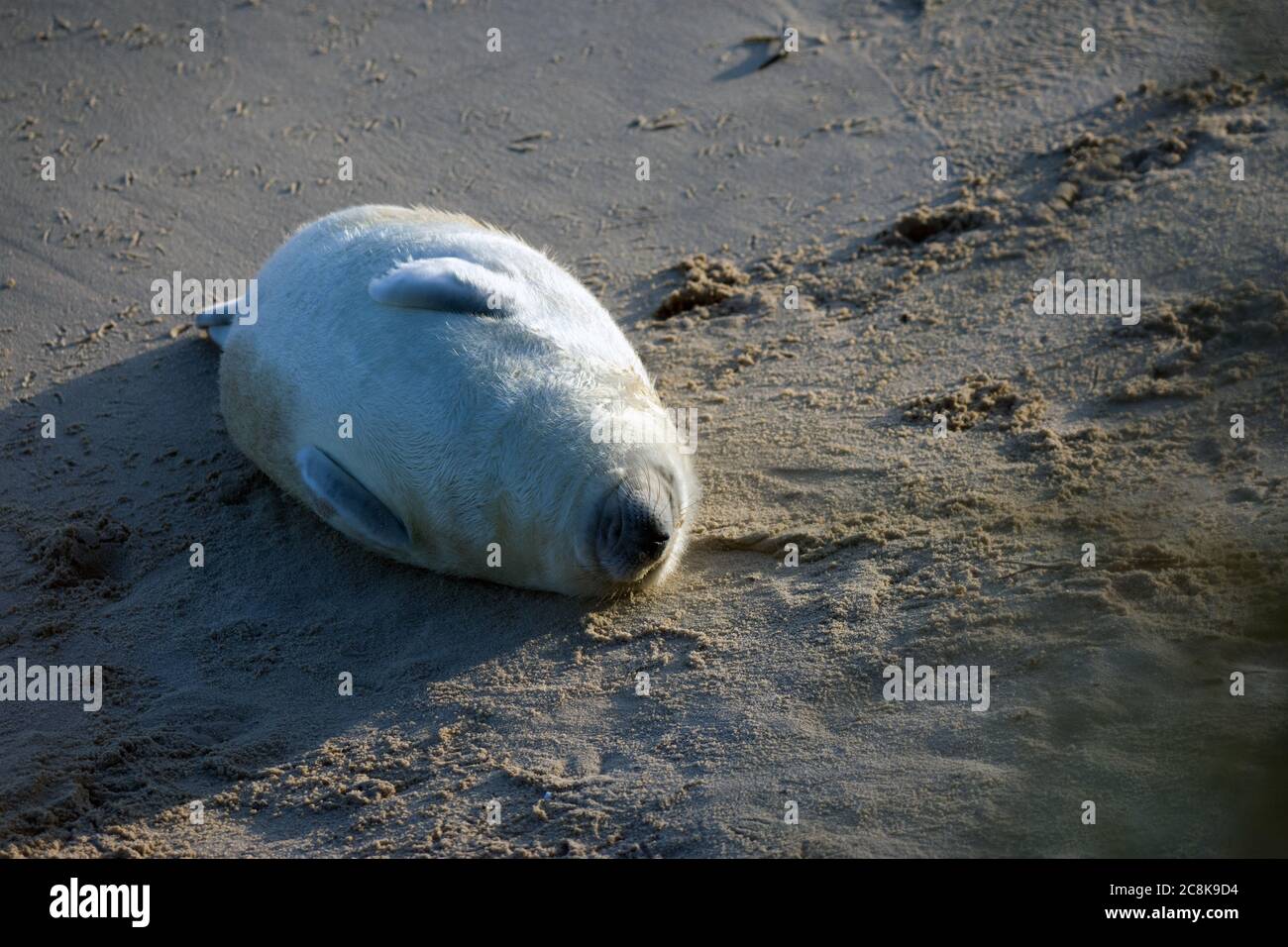 Atlantic seal pup Stock Photo