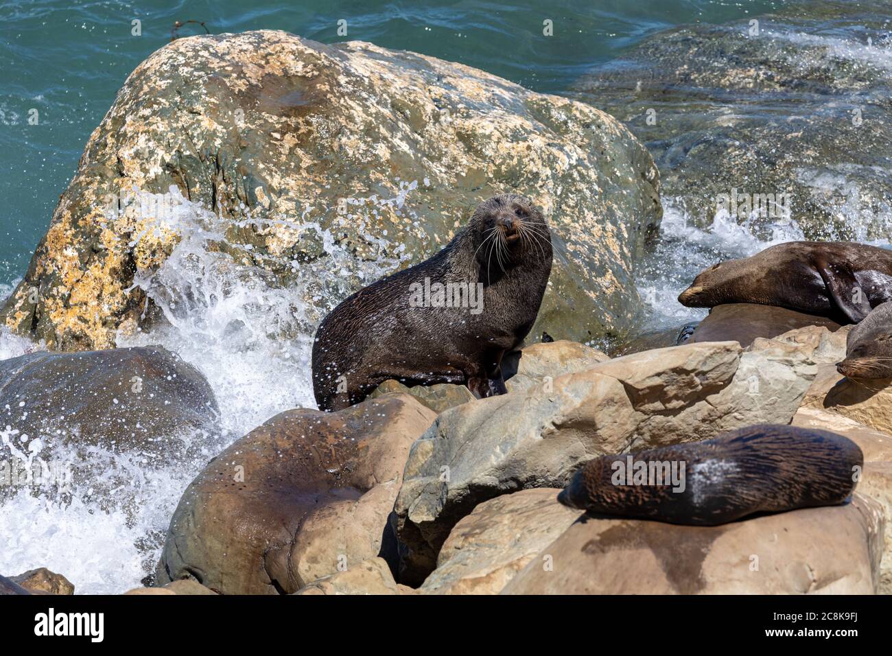 Seals on the rocks below Ohau Point as waves crash around them. On the South Island of New Zealand. Stock Photo