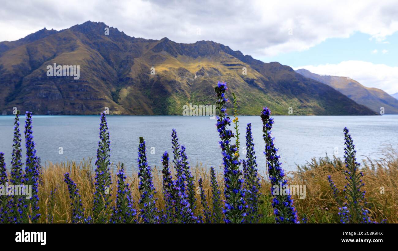 Wildflowers at the shore of Lake Wakatipu near Queenstown with mountains around. Queenstown, New Zealand. Stock Photo