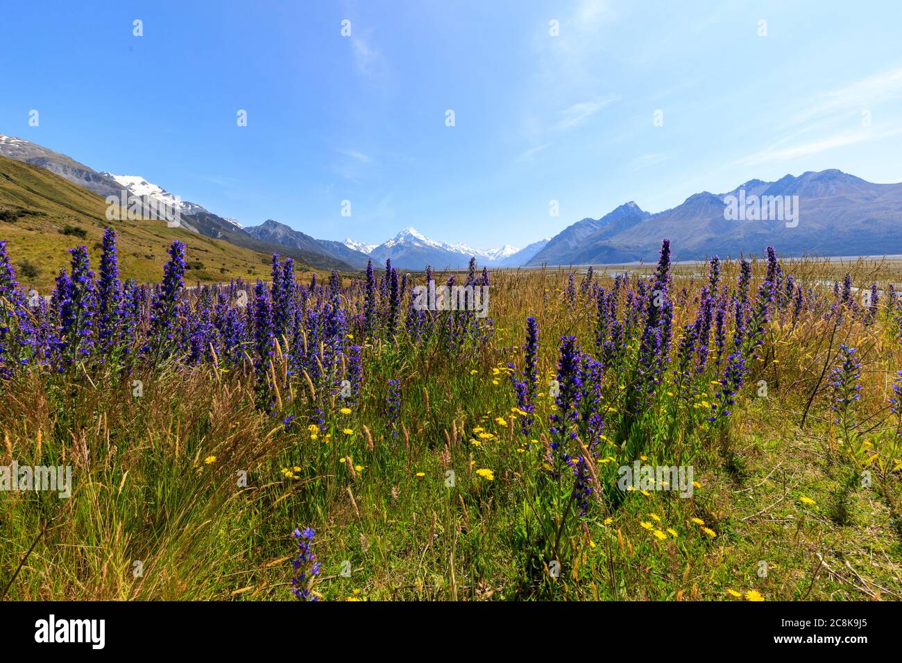 Wildflowers growing in the Tasman Valley with Mt Cook in the background Stock Photo