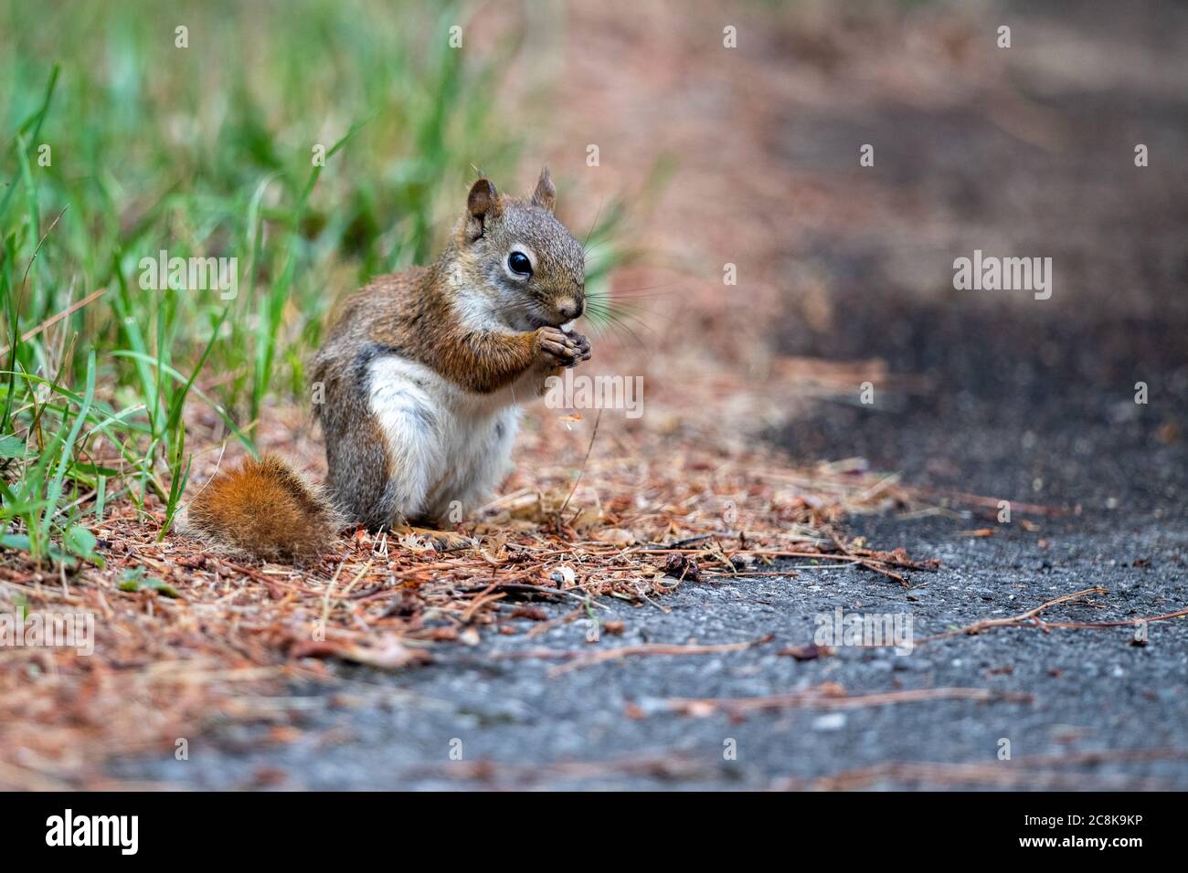 A red tailed squirrel is sitting down while enjoying a something to eat Stock Photo