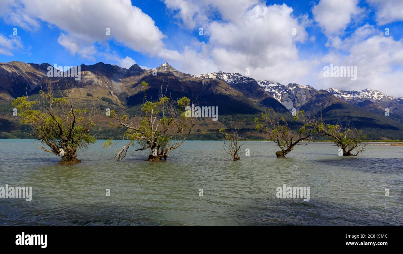 Willow trees in the Glenorchy Lagoon with the tops of the mountains covered in cloud in the background. Stock Photo