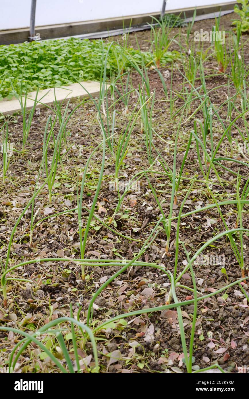 Winter Onion 'Radar' overwintering in a polytunnel, Wales, UK Stock