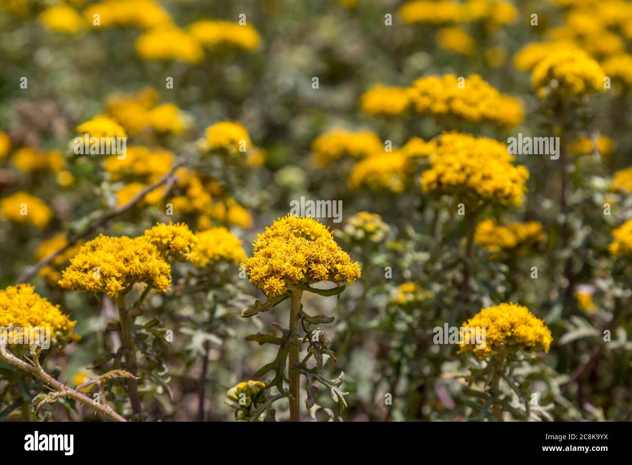 Yellow coastal flowers on the California coast Stock Photo