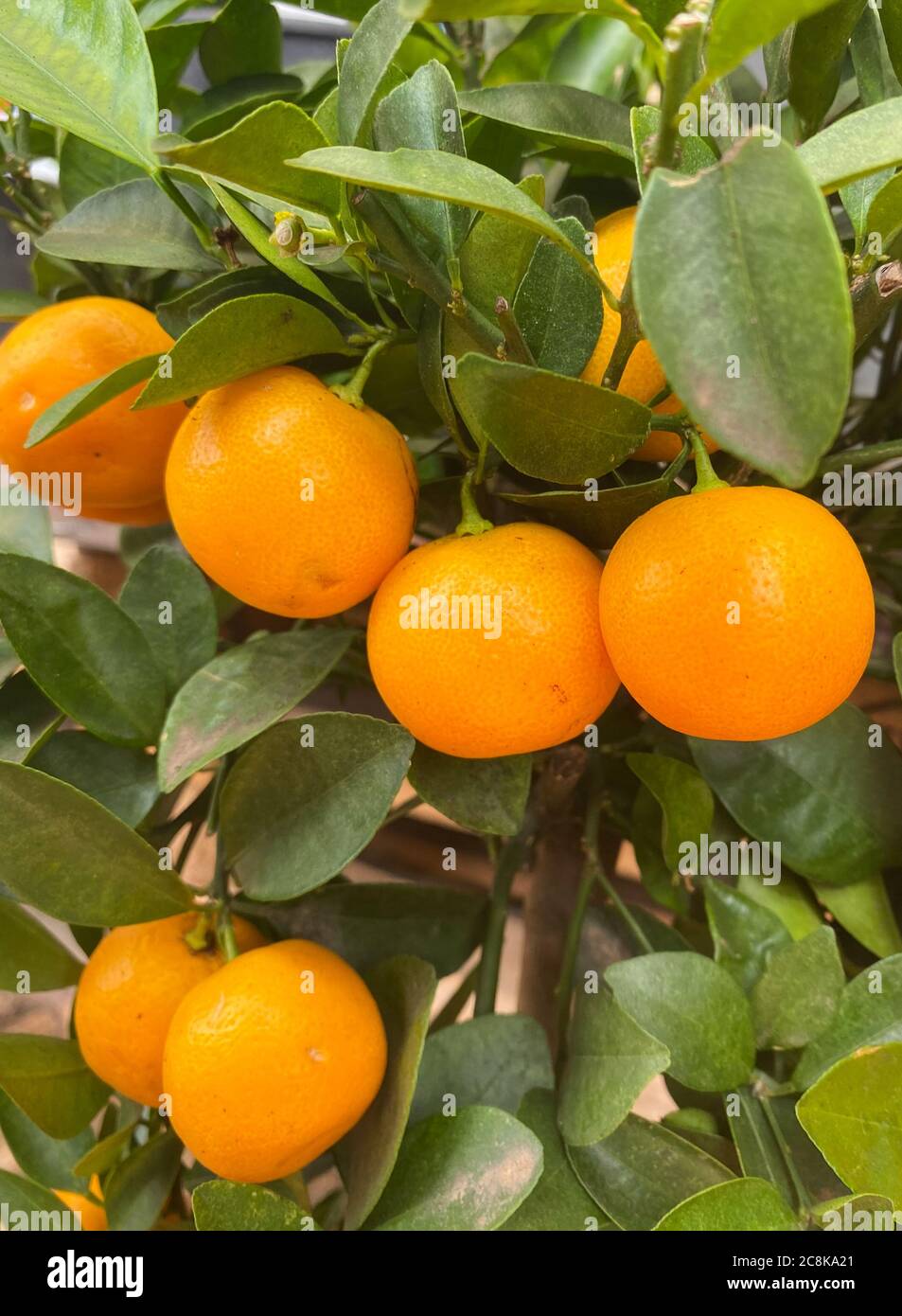 Closeup of isolated tree (citrus calamandin) with ripe orange fruits and green leaves (focus on fruit in center) Stock Photo