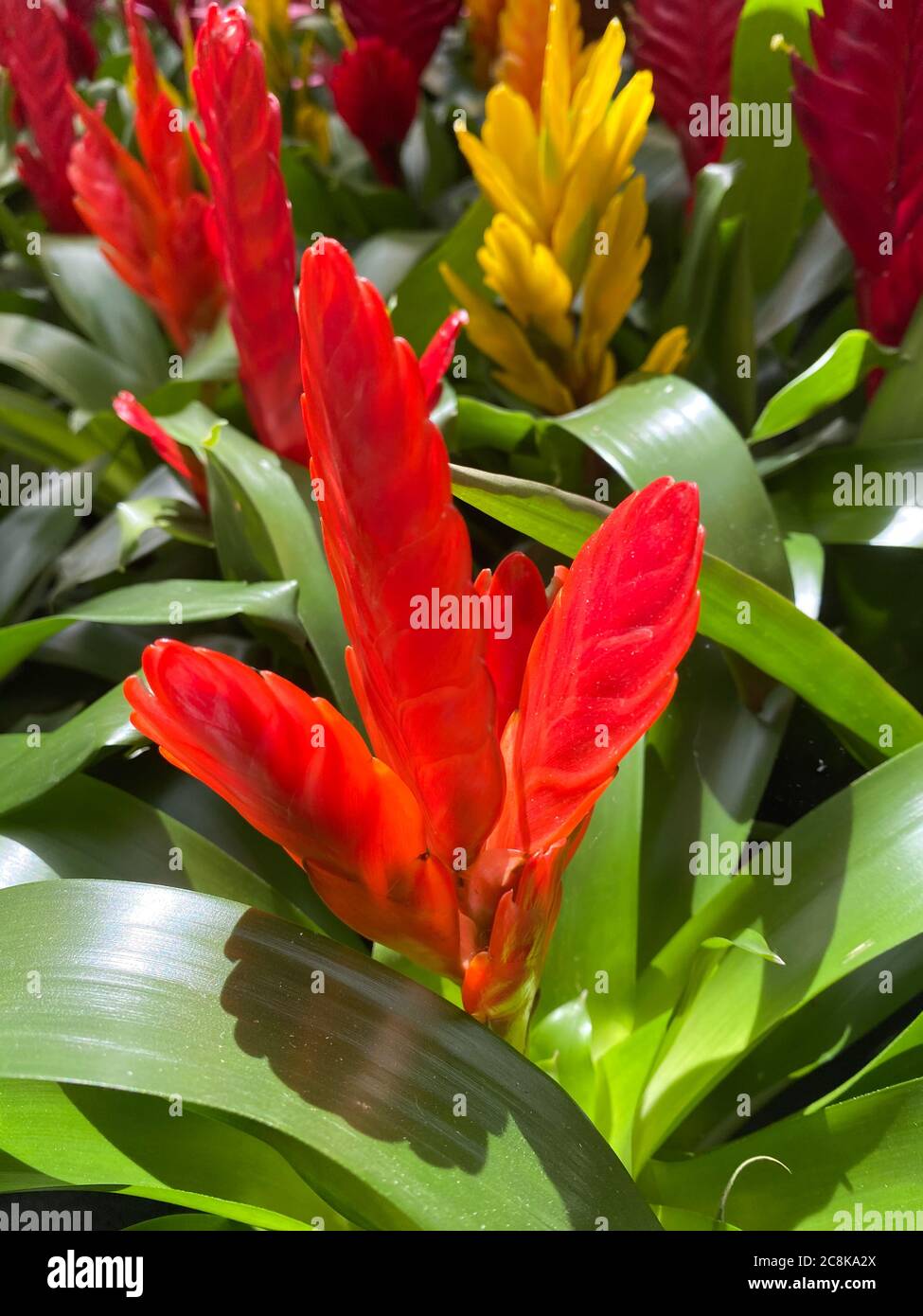 Closeup of isolated tropical plant (vriesea cultivar) with shiny red blossom and green leaves Stock Photo