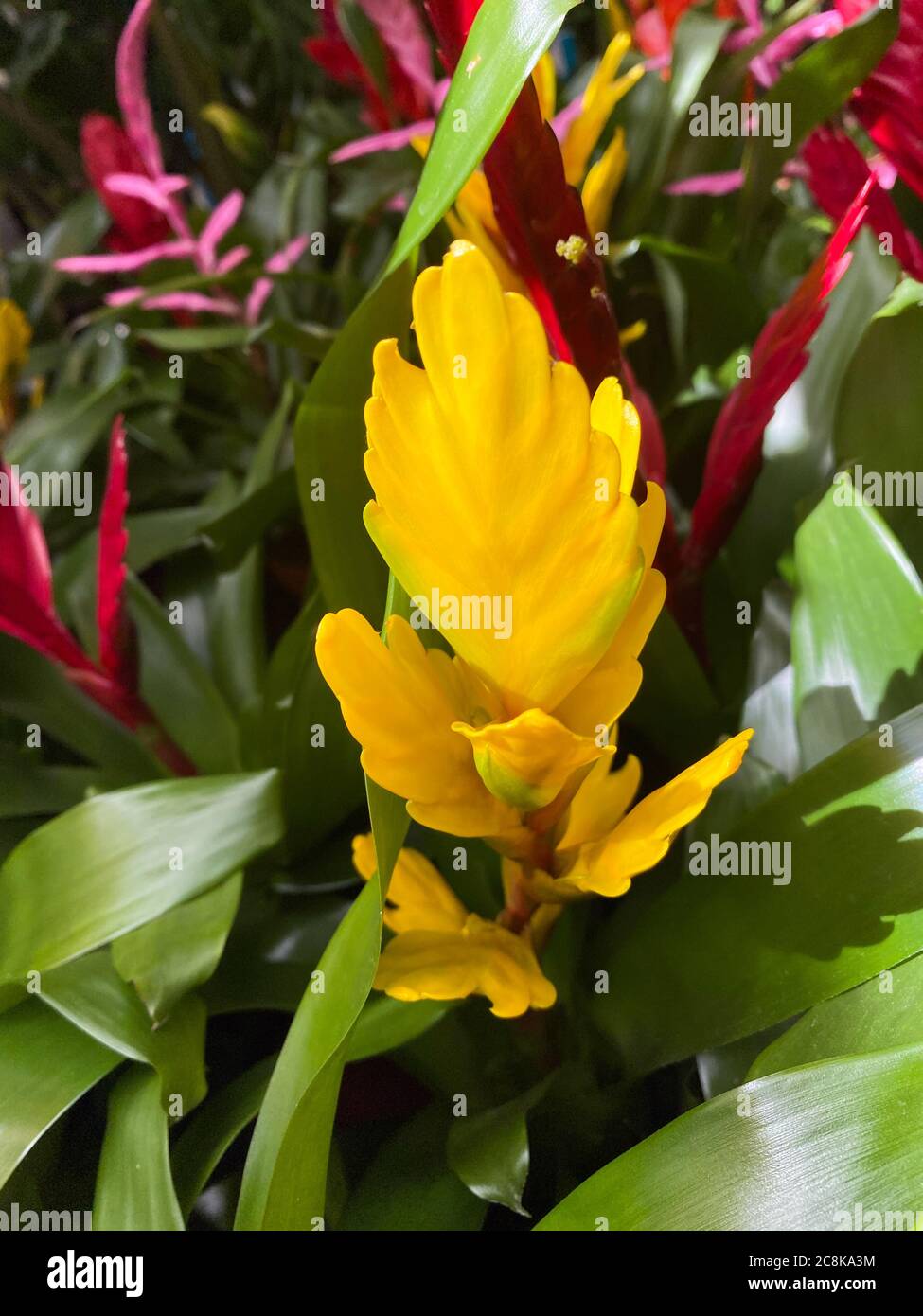 Closeup of isolated tropical plant (vriesea cultivar) with yellow red blossom and green leaves Stock Photo