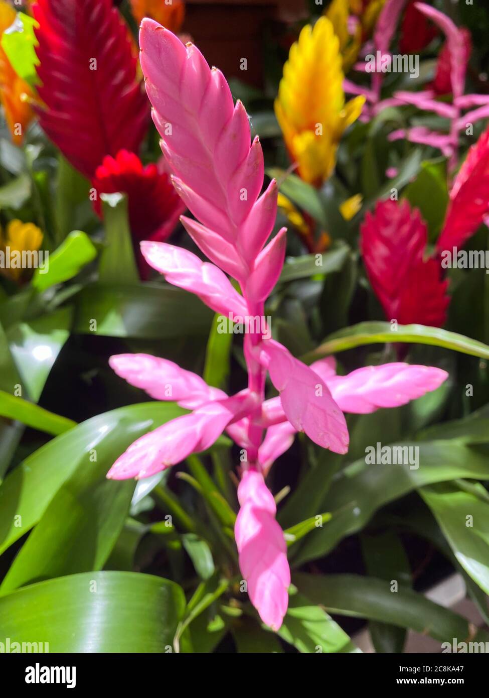 Closeup of isolated tropical plant (vriesea cultivar) with shiny pink blossom and green leaves Stock Photo