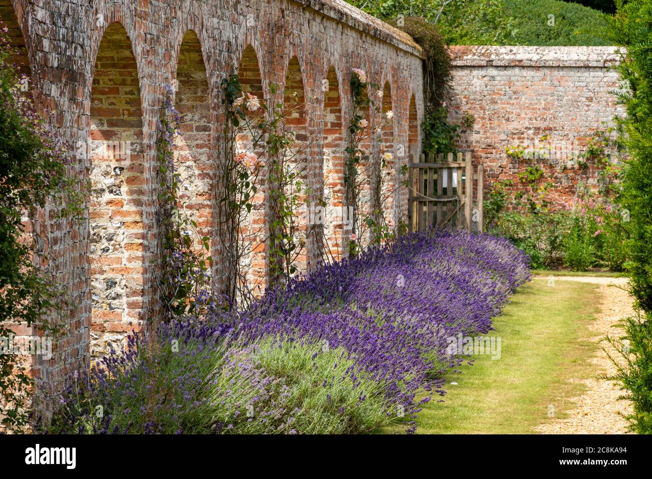 Lavender in the Walled Garden at Highclere Castle, Hampshire, England, UK Stock Photo
