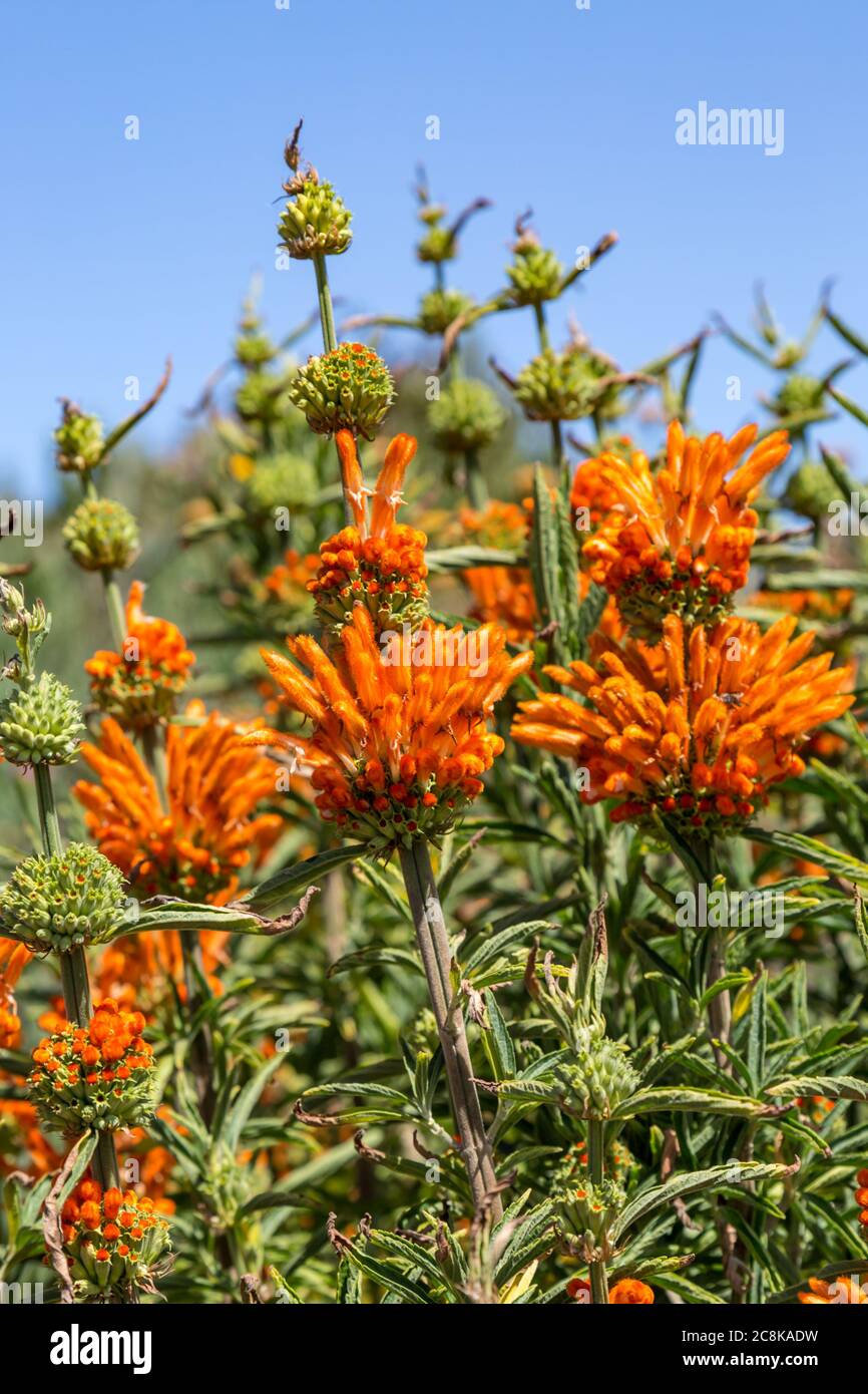 Leonotis Nepetifolia, also known as Lion's Ear flowers growing in San Francisco Stock Photo