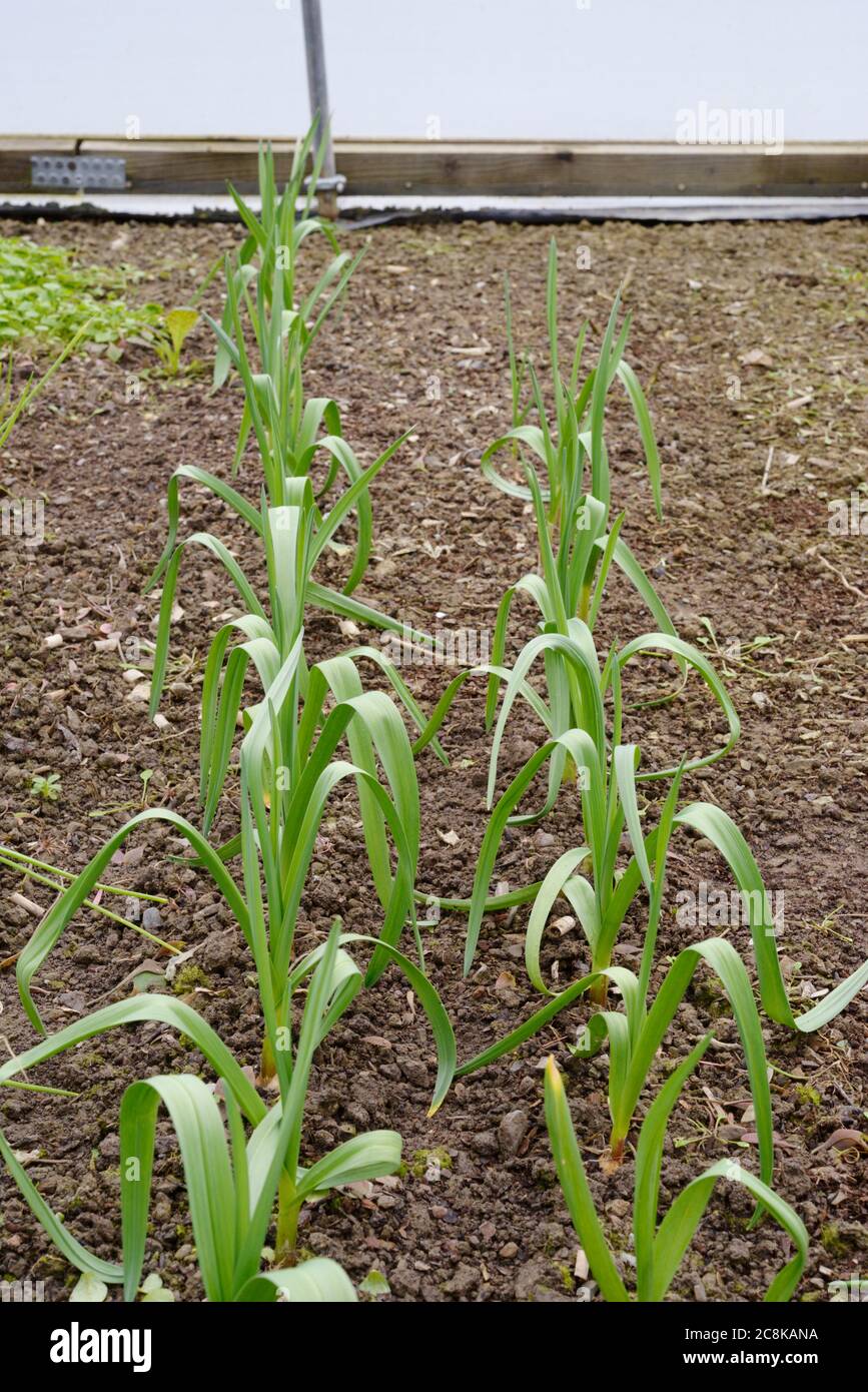Garlic, 'Mersley Wight' overwintering in a polytunnel, Wales, UK Stock Photo