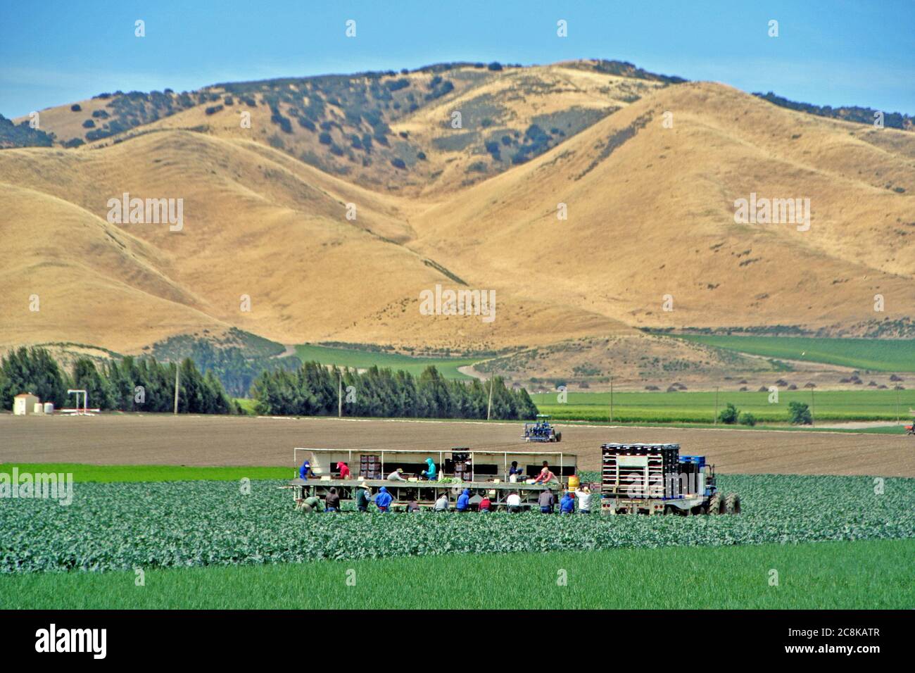 Salinas california migrant farm workers pack lettuce in shaded farm