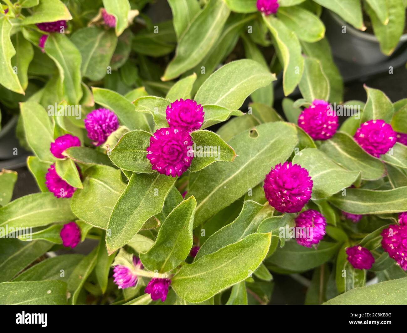 Top view closeup of isolated purple amaranth globe seed flowers (gomphrena globosa) with green leaves Stock Photo