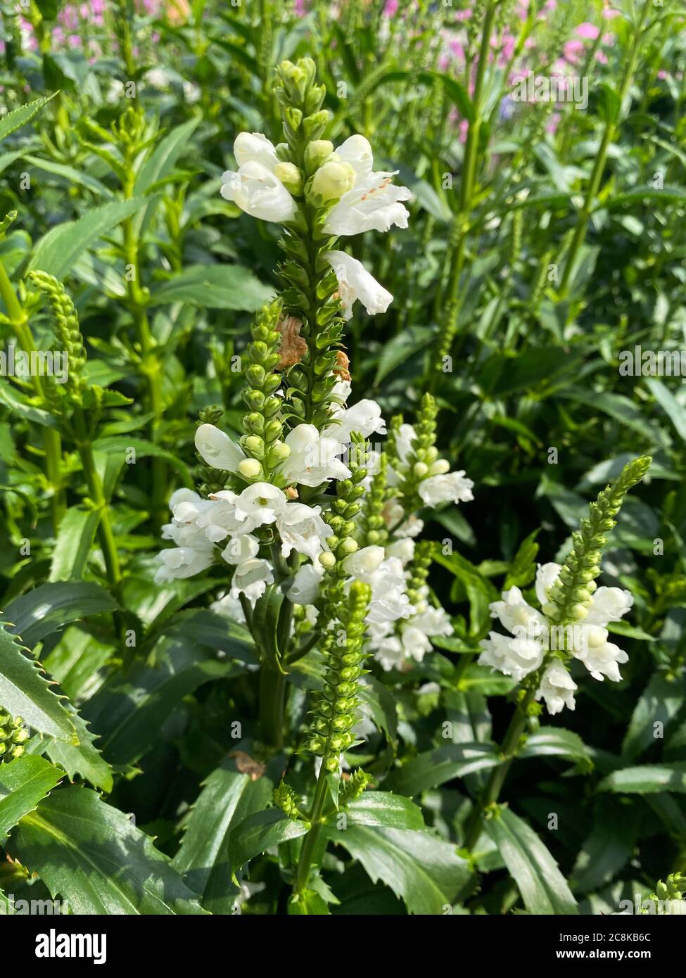 Top view closeup of isolated field with white flowers (physostegia virginiana) with green leaves Stock Photo