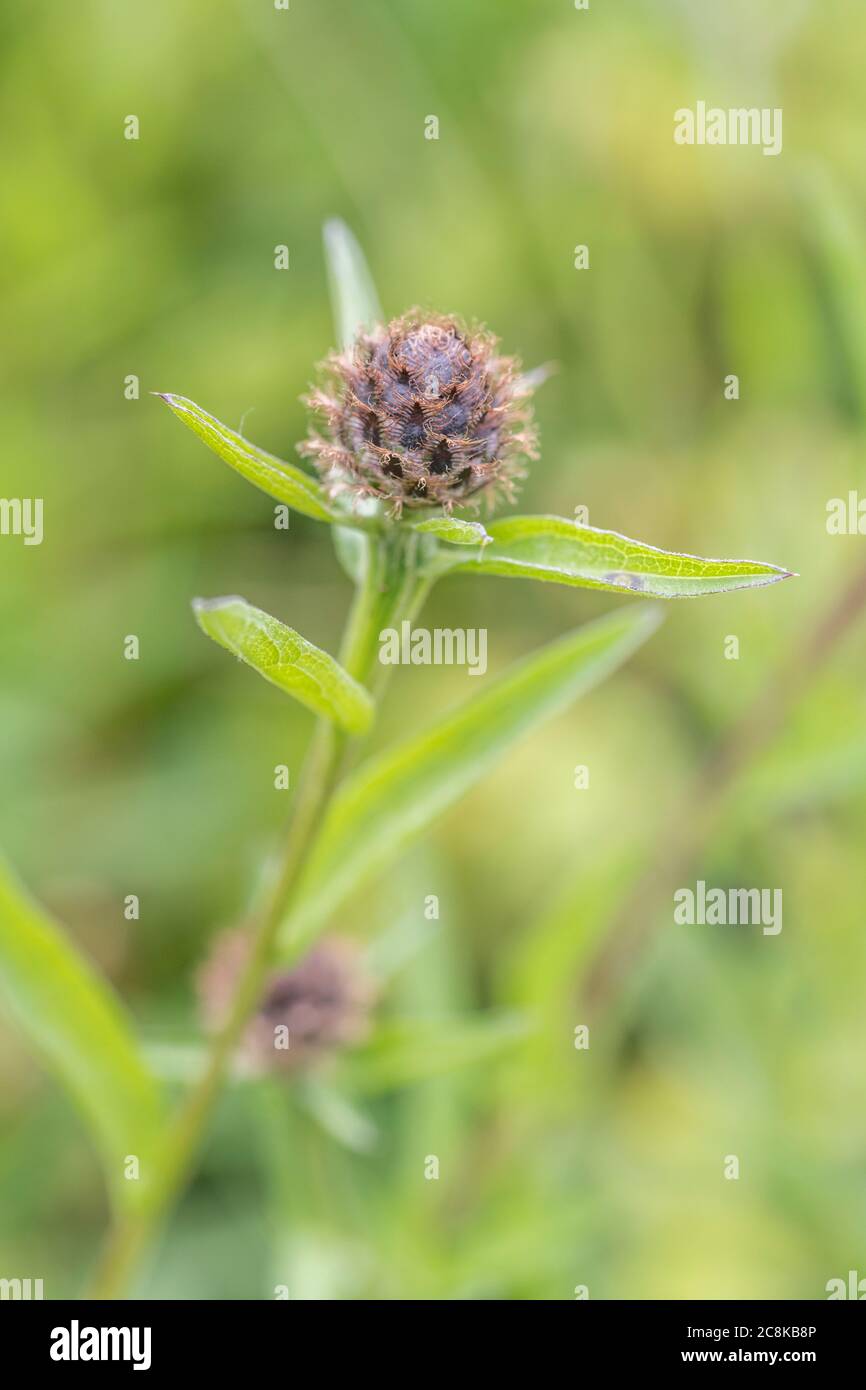 Close-up flower bud of Common Knapweed or Hardheads / Centaurea nigra grrowing beside country road. Former medicinal plant used in herbal remedies. Stock Photo