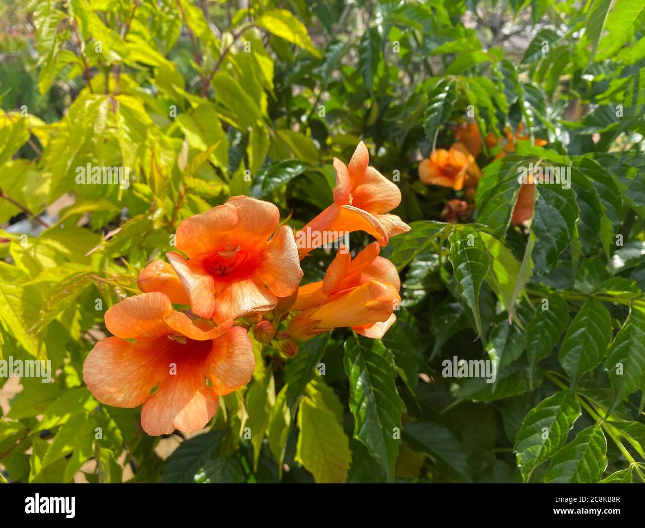 bush with orange trumpet flowers