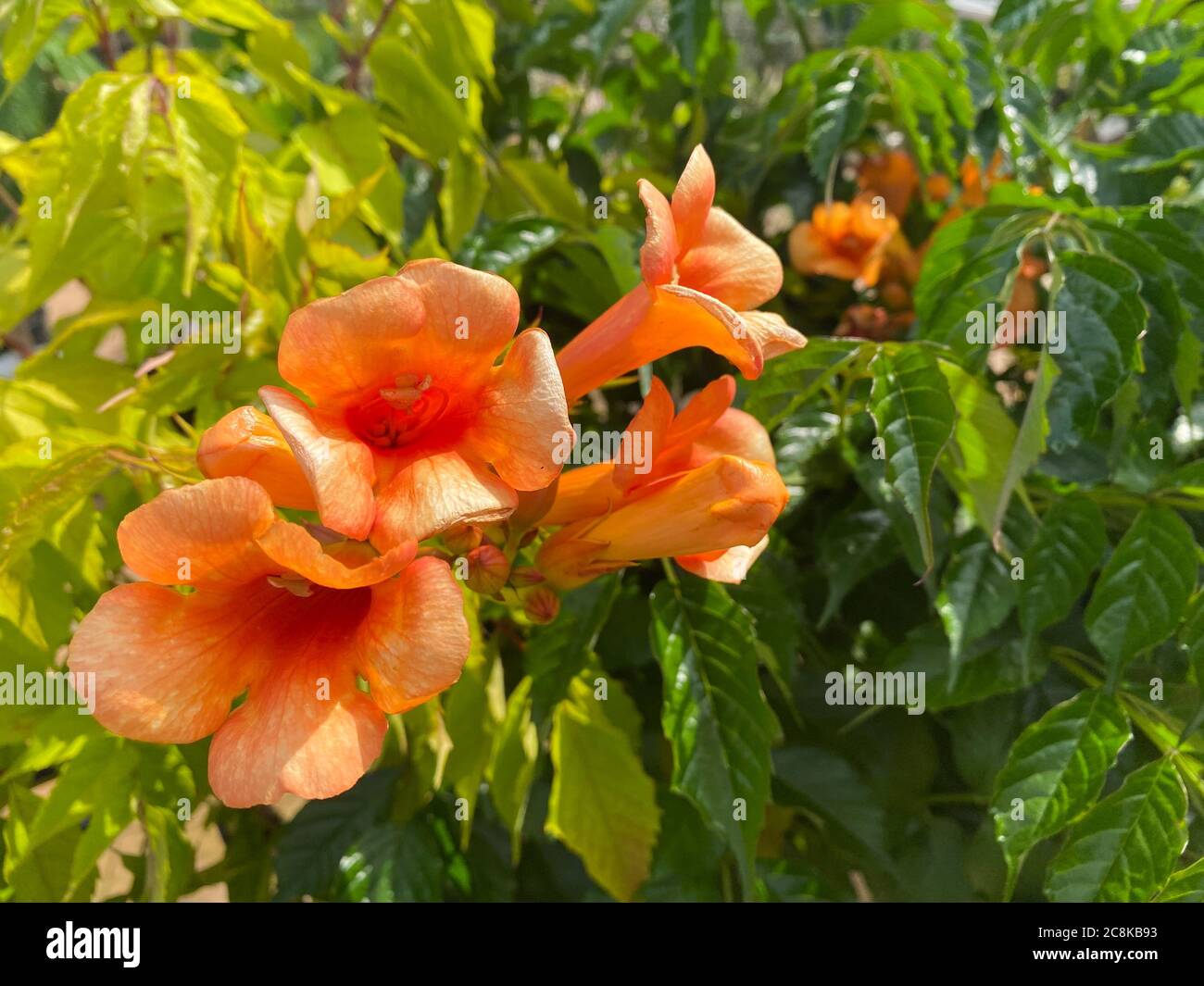 Top View Closeup Of Isolated Beautiful Orange Yellow Color Bush Trumpet Flowers Campsis Tagliabuana With Green Leaves Stock Photo Alamy