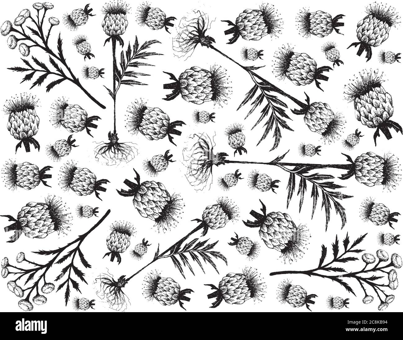 Herbal Flower and Plant, Hand Drawn Background of Tanacetum Vulgare, Tansy, Cow Bitter or Golden Buttons Flowers and Rhaponticum Carthamoides or Maral Stock Vector