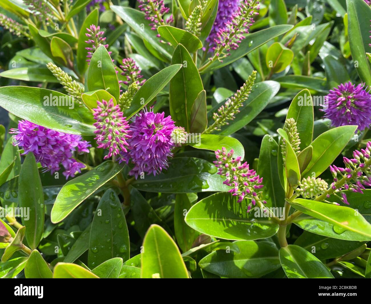 Top view closeup of isolated beautiful purple shrub veronica flowers (hebe addenda) with green leaves Stock Photo