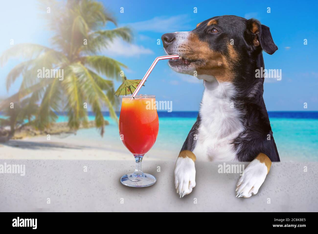 Cocktail Drink Dog On Summer Holiday Vacation A The Beach Club Bar Stock Photo Alamy