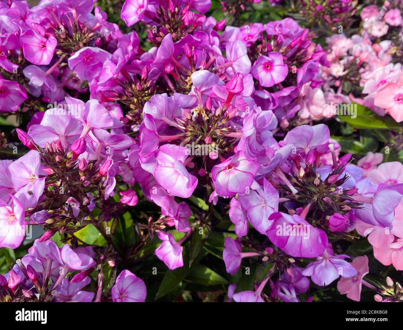 Top view closeup of isolated beautiful white pink and purple flowers (phlox paniculata) with green leaves Stock Photo